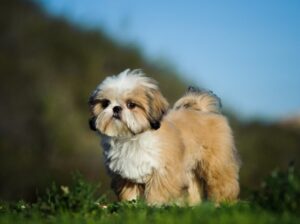 Wanted Purebred Shih Tzu puppy