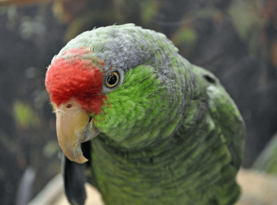 Green Headed Amazon Parrot