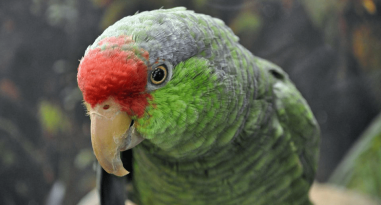 Green Headed Amazon Parrot