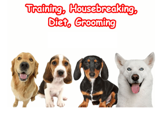 Free Dog Training Course