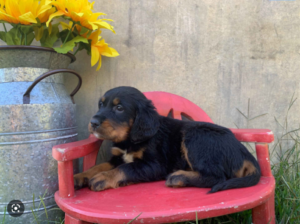 Wanted Gordon Setter Puppy