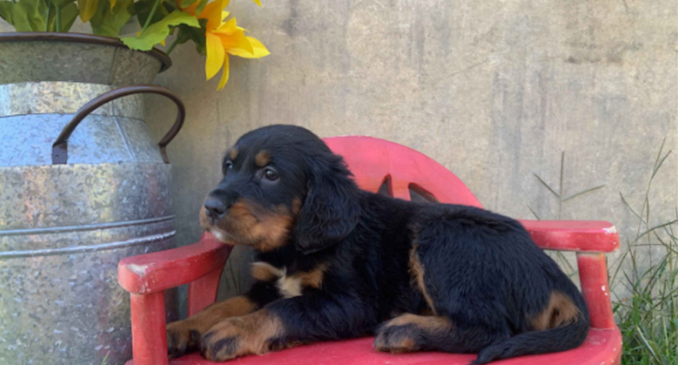 Wanted Gordon Setter Puppy