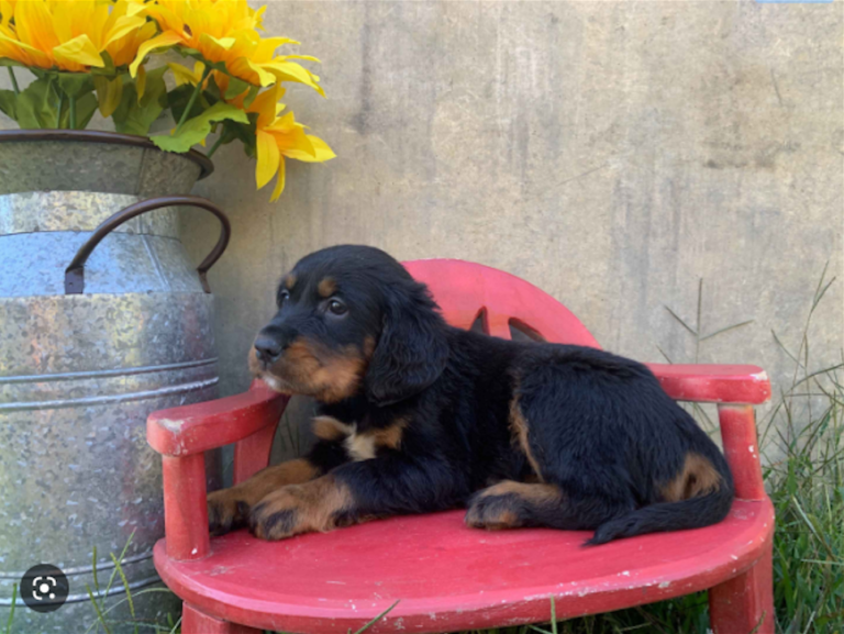 Wanted Gordon Setter Puppy