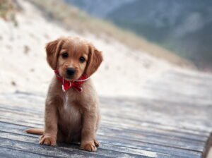 Healthy Golden Retriever Puppy – 10 Weeks Old