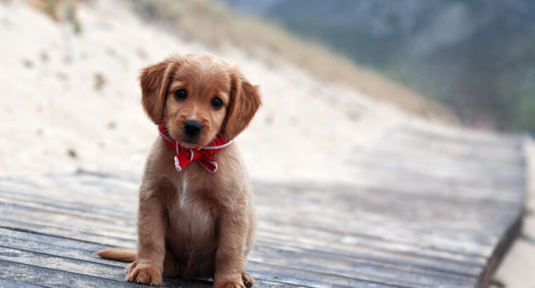 Healthy Golden Retriever Puppy – 10 Weeks Old